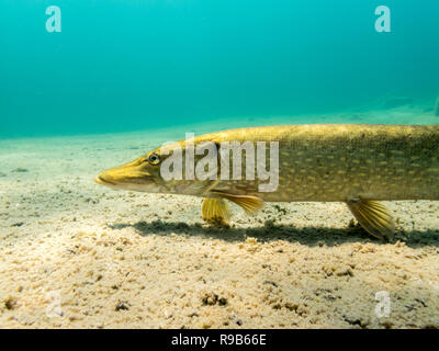 Hecht bewegen petroral Flossen schließen nach unten in eine klare bewässerten See. Unterwasser Nahaufnahme. Stockfoto