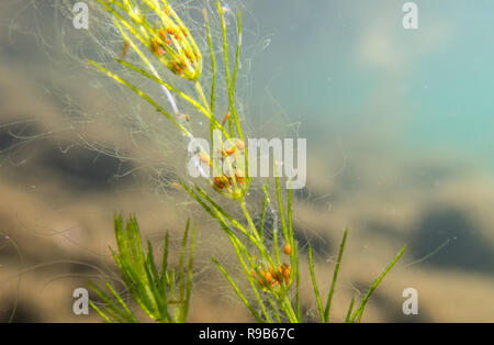 Chara virgata, zarte stonewort Alga mit gametangia klar bewässerten See versenkt. Stockfoto