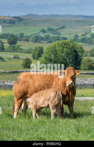 Herde von Limousin Rinder mit Kälbern Beweidung auf die Berggebiete Weide im Wald von Bowland, Lancashire, UK. Stockfoto