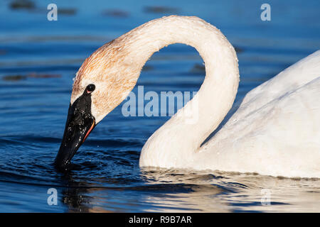 Nahaufnahme von Trumpeter Swan in Ontario, Kanada Süßwasser-Sumpf Stockfoto