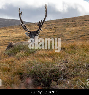 Rentier haben hier im Cairngorms Nationalpark gelebt, seit 1952, wo die Herde zulässig sind auf über 10.000 Hektar auf die Berghänge zu grasen. Stockfoto