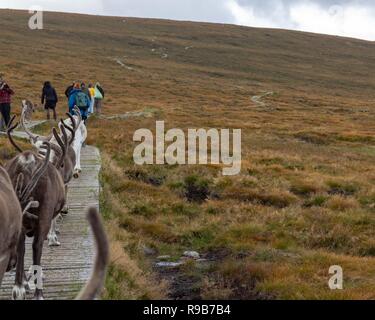 Rentier haben hier im Cairngorms Nationalpark gelebt, seit 1952, wo die Herde zulässig sind auf über 10.000 Hektar auf die Berghänge zu grasen. Stockfoto