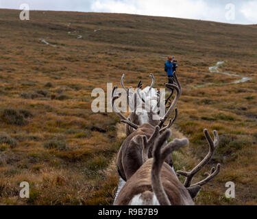 Rentier haben hier im Cairngorms Nationalpark gelebt, seit 1952, wo die Herde zulässig sind auf über 10.000 Hektar auf die Berghänge zu grasen. Stockfoto