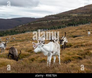 Rentier haben hier im Cairngorms Nationalpark gelebt, seit 1952, wo die Herde zulässig sind auf über 10.000 Hektar auf die Berghänge zu grasen. Stockfoto