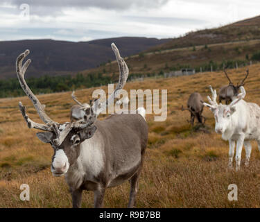 Rentier haben hier im Cairngorms Nationalpark gelebt, seit 1952, wo die Herde zulässig sind auf über 10.000 Hektar auf die Berghänge zu grasen. Stockfoto