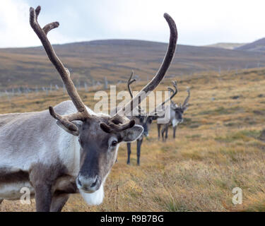 Rentier haben hier im Cairngorms Nationalpark gelebt, seit 1952, wo die Herde zulässig sind auf über 10.000 Hektar auf die Berghänge zu grasen. Stockfoto