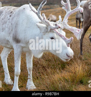 Rentier haben hier im Cairngorms Nationalpark gelebt, seit 1952, wo die Herde zulässig sind auf über 10.000 Hektar auf die Berghänge zu grasen. Stockfoto