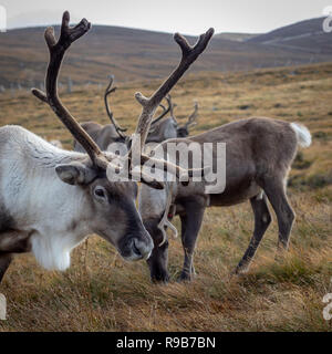 Rentier haben hier im Cairngorms Nationalpark gelebt, seit 1952, wo die Herde zulässig sind auf über 10.000 Hektar auf die Berghänge zu grasen. Stockfoto