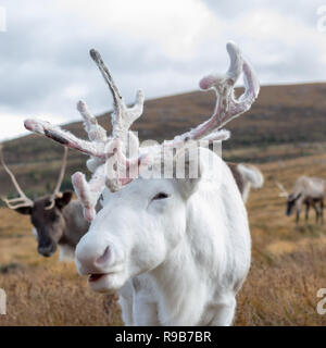 Rentier haben hier im Cairngorms Nationalpark gelebt, seit 1952, wo die Herde zulässig sind auf über 10.000 Hektar auf die Berghänge zu grasen. Stockfoto