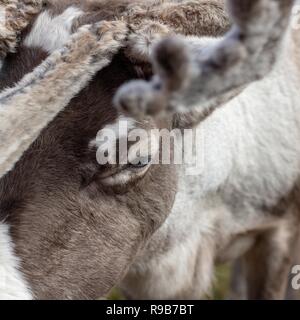Rentier haben hier im Cairngorms Nationalpark gelebt, seit 1952, wo die Herde zulässig sind auf über 10.000 Hektar auf die Berghänge zu grasen. Stockfoto