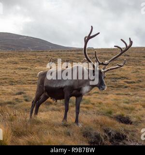 Rentier haben hier im Cairngorms Nationalpark gelebt, seit 1952, wo die Herde zulässig sind auf über 10.000 Hektar auf die Berghänge zu grasen. Stockfoto