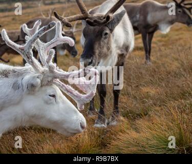 Rentier haben hier im Cairngorms Nationalpark gelebt, seit 1952, wo die Herde zulässig sind auf über 10.000 Hektar auf die Berghänge zu grasen. Stockfoto