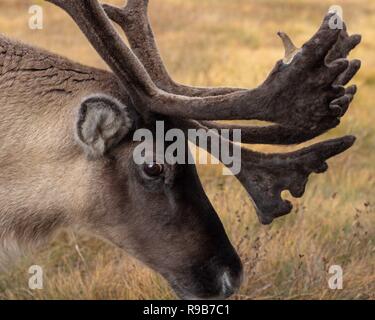 Rentier haben hier im Cairngorms Nationalpark gelebt, seit 1952, wo die Herde zulässig sind auf über 10.000 Hektar auf die Berghänge zu grasen. Stockfoto