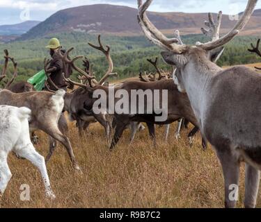 Rentier haben hier im Cairngorms Nationalpark gelebt, seit 1952, wo die Herde zulässig sind auf über 10.000 Hektar auf die Berghänge zu grasen. Stockfoto