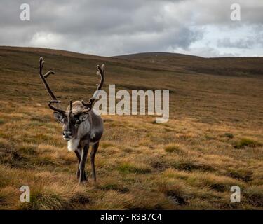 Rentier haben hier im Cairngorms Nationalpark gelebt, seit 1952, wo die Herde zulässig sind auf über 10.000 Hektar auf die Berghänge zu grasen. Stockfoto