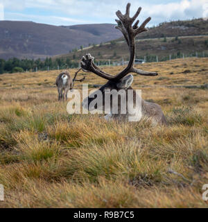 Rentier haben hier im Cairngorms Nationalpark gelebt, seit 1952, wo die Herde zulässig sind auf über 10.000 Hektar auf die Berghänge zu grasen. Stockfoto