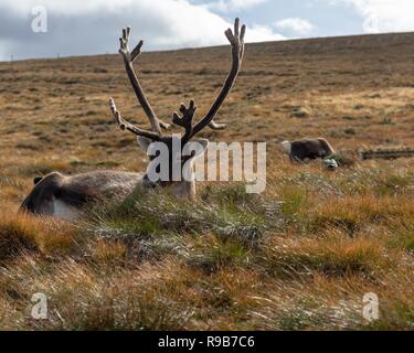 Rentier haben hier im Cairngorms Nationalpark gelebt, seit 1952, wo die Herde zulässig sind auf über 10.000 Hektar auf die Berghänge zu grasen. Stockfoto
