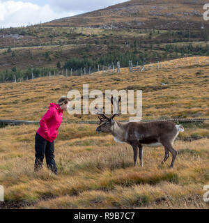 Rentier haben hier im Cairngorms Nationalpark gelebt, seit 1952, wo die Herde zulässig sind auf über 10.000 Hektar auf die Berghänge zu grasen. Stockfoto