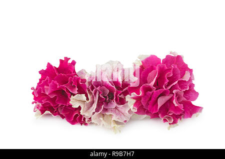 Terry petunia Blumen auf weißem Hintergrund Stockfoto