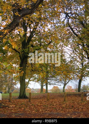 Blick auf die gefallenen Blätter und die Farben des Herbstes auf den Bäumen in Abington Park in Northampton, November 2018 Stockfoto