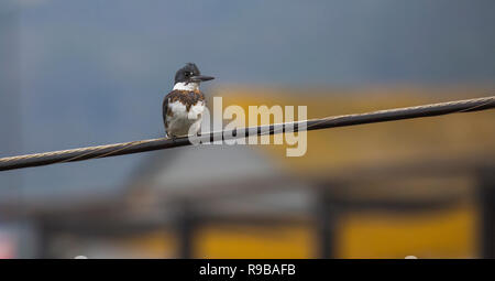 Weibliche belted Kingfisher auf einen Powerline gehockt Stockfoto