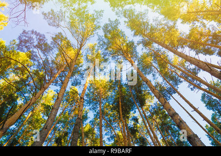 Pinien in Wald, Ansicht von unten Stockfoto