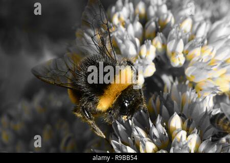 Colorsplash von eine Hummel auf einer sedum Blume Stockfoto