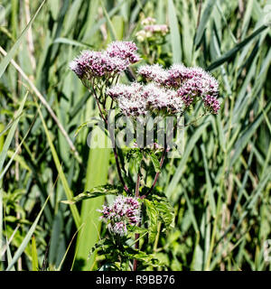 Hanf - agrimony (Eupatorium cannabinum) flowerhead in einem Schilfrohr, West Sussex, England, UK. Stockfoto