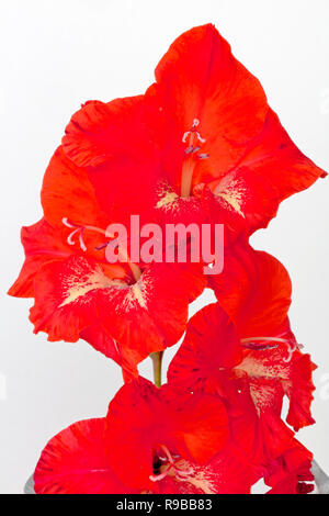 Leuchtend rote Gladiolen Blüten vor einem weißen Hintergrund, Studio gedreht. Stockfoto