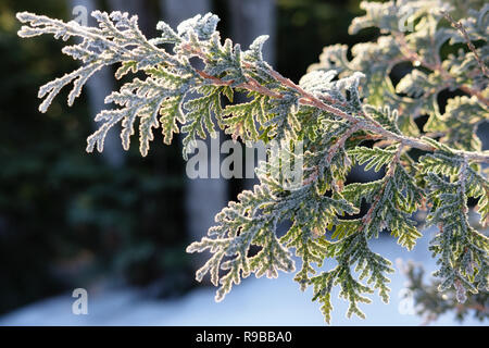 Frosted green Cedar Tree Zweig im Winter das Morgenlicht. Stockfoto