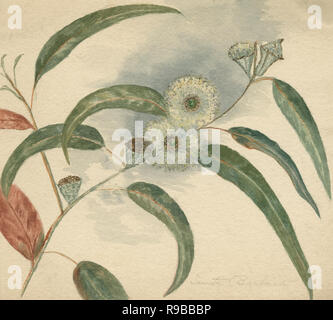 Antike c 1890 Aquarell, Knospen, Kapseln, Blumen und Blätter auf einem eukalyptusbaum. Notation auf Bild: Santa Barbara, Kalifornien, USA. Quelle: ORIGINAL GEMÄLDE Stockfoto