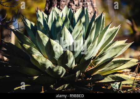 Aloe Pflanze, die in der Gesamtstruktur Stockfoto