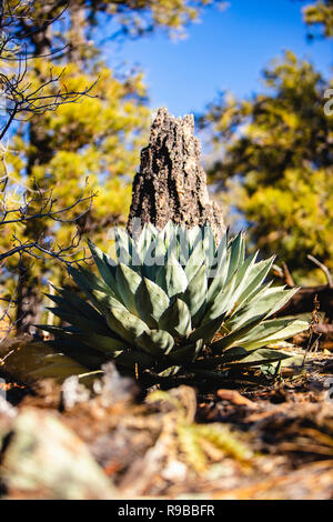 Aloe Pflanze, die in der Gesamtstruktur Stockfoto