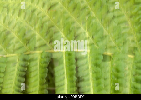 Adlerfarn (Pteridium aquilinum) impressionistische, Schottland, Stockfoto