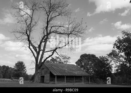 Schwarz-weiß Bild von einer alten Scheune und einen kahlen Baum Stockfoto