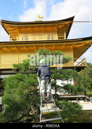 Rückansicht eines Gärtner eine Leiter hinauf, Trimmen eines Baums am Kinkakuji Golden Temple, Kyoto, schimmernden im Herbst Sonnenlicht, Oktober 2018 Stockfoto