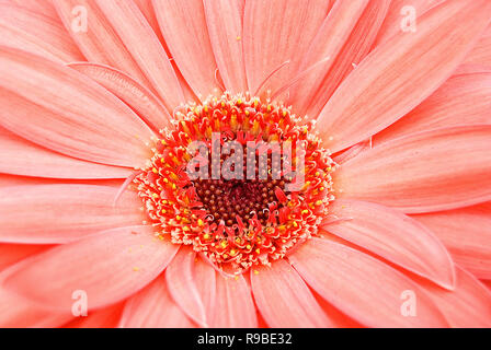 Extreme Nahaufnahme von einem Korallenriff farbige Gerbera daisy flower Stockfoto