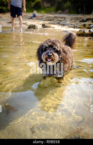 Familie Hund cool bleiben während einer Hitzewelle paddeln auf dem Strand, mit Familienmitgliedern im Hintergrund. Stockfoto