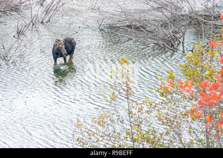 Herbstlaub im Grand Teton National Park, Wyoming Stockfoto