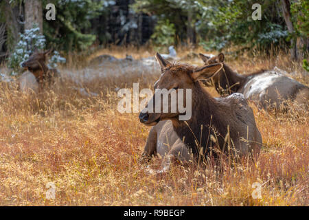 Besuch der Yellowstone National Park, Wyoming, USA im Oktober Stockfoto