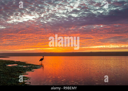 Redwood National- und State Park im Oktober - Nordkalifornien Stockfoto