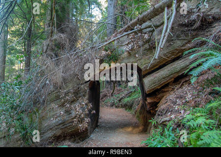 Redwood National- und State Park im Oktober - Nordkalifornien Stockfoto