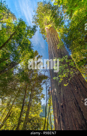 Redwood National- und State Park im Oktober - Nordkalifornien Stockfoto