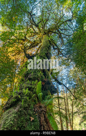 Redwood National- und State Park im Oktober - Nordkalifornien Stockfoto