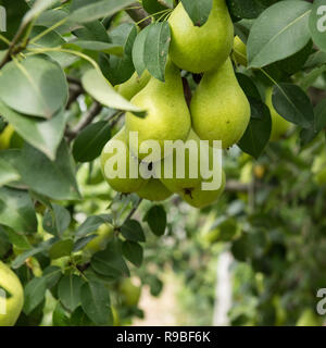 Ein Bündel von frischen leckeren organischen Birnen Hängen an einem Baum, ländliche Szene. Stockfoto