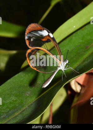 Glasswing Schmetterling Greta oto Sitzen auf einem Blatt Stockfoto