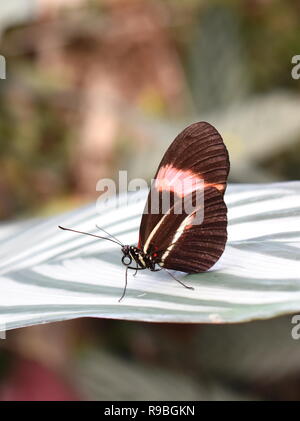 Heliconius melpomene Die gemeinsame Briefträger Schmetterling sitzt auf einem Blatt Stockfoto