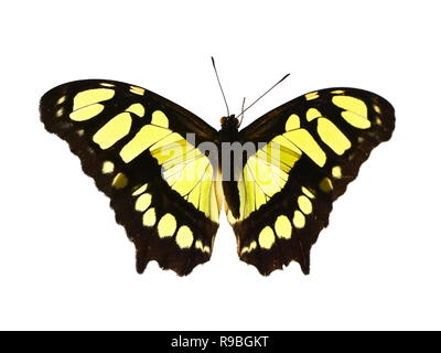 Gelb und Schwarz Malachit Schmetterling Siproeta stelenes auf weißem Hintergrund Stockfoto