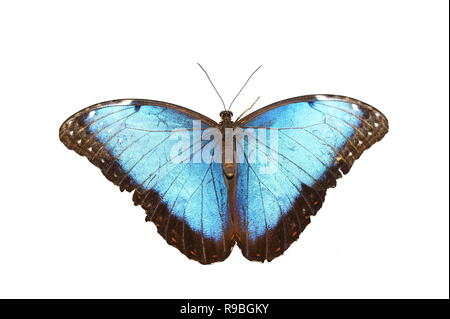 Blaue Morpho Schmetterling Morpho peleides auf weißem Hintergrund Stockfoto