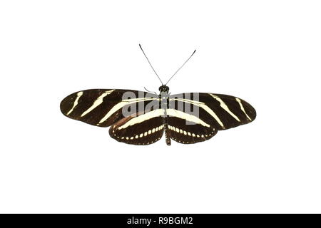 Zebra Longwing Schmetterling Heliconius charithonia auf weißem Hintergrund Stockfoto